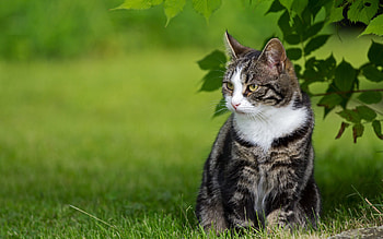 Animals, Cats HD wallpaper