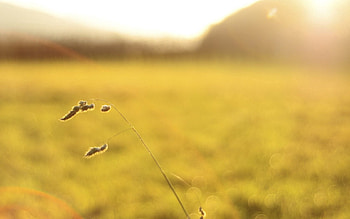 Nature, Grass, Macro, Shine, Light, Surface HD wallpaper