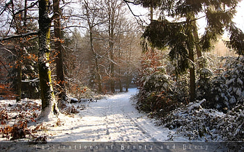 Landscape, Winter, Trees HD wallpaper