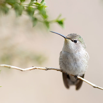 Black-chinned, Hummingbirds HD phone wallpaper