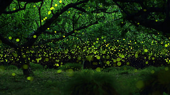 Amazing fireflies, Japan nature, Long exposure, Stunning graphy HD wallpaper