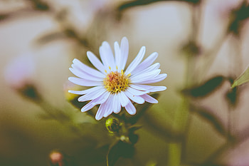 Flower, Macro, Petals, Bud, Blur, Smooth HD wallpaper