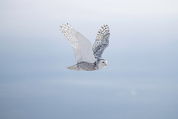 Snowy Owl — Arctic Wings in, Animal, snowy owl HD wallpaper