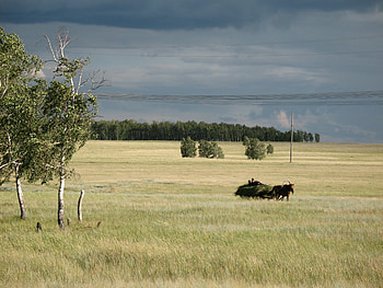 Landscape, Nature, Autumn, Summer, Horse, Spaciousness, Scope, Haymaking, Haying HD wallpaper
