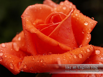 dew on the rose, rose, grace flower, love HD wallpaper