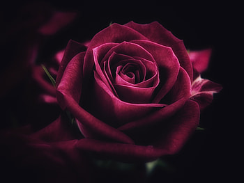 Petals, Flower, Flowers, Rose Flower, Rose, Close-Up HD wallpaper