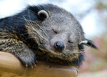 Binturong, Reddit post, Comment search, Social media HD wallpaper