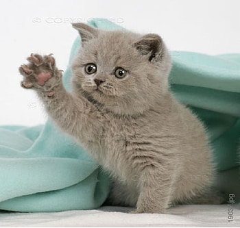 Kitten, cute, cat, british shorthair HD wallpaper