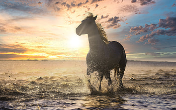 Horse in the sea, evening, sunset, white horse, water splash, beautiful horse HD wallpaper