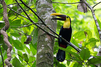 Animals, Bird, Wood, Beak, Tree, Branches, Toucan HD wallpaper