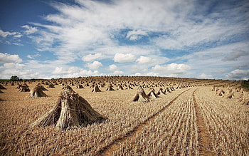 Nature, Field, Harvest, Hay, Agriculture, Sheaves, Cleaning HD wallpaper