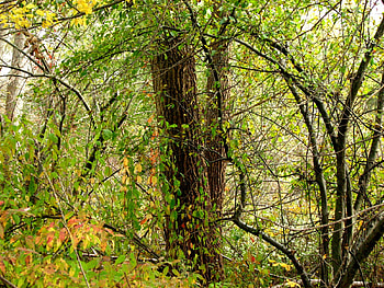 a tree in the forest, forest, foliage, tree, fall HD wallpaper