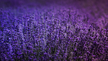 Lavender Field , lavender, flowers, field HD wallpaper