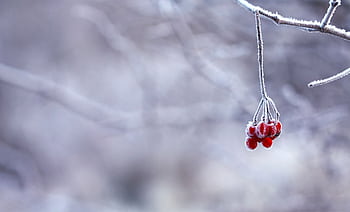 Close-up of frosted red berries on a branch in a winter scene with blurred background. HD wallpaper