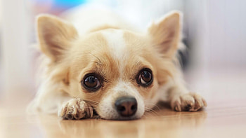 Chihuahua stuck in a rabbit hole, Funny news story, Animal rescue, Unusual situation HD wallpaper
