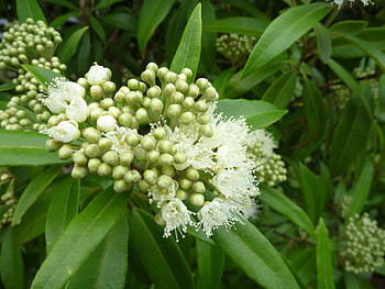 Myrtle Herb, Australian essential oil, Natural heritage, Distillation process HD wallpaper