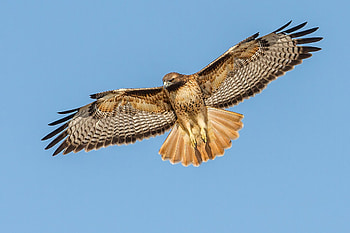 Red tailed hawk, Adaptation, Animal characteristics HD wallpaper