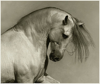 I'm The Best Dancer, spanish, andalusian, horses, grey HD wallpaper