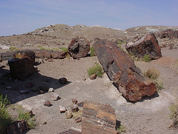 Trees in the desert, petrified wood, national park, arizona HD wallpaper
