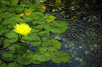 Yellow Flower, beautiful, , yellow, flower HD wallpaper