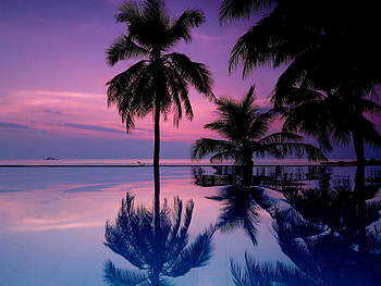 Palm trees, Sunset , Tropical paradise, Palm tree silhouette HD wallpaper