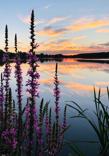 Nature, Flowers, Sunset, Clouds, Horizon, Lake HD phone wallpaper