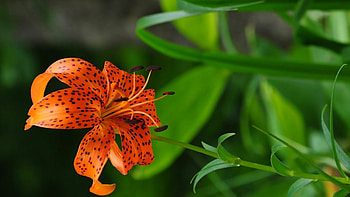 Tiger lily , Flower , Lily flower, Natural beauty HD wallpaper