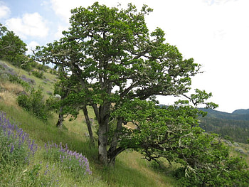 oak tree, oak, meadow, nature, flowers, grass HD wallpaper