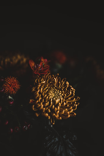 Flowers, Flower, Dark, Petals, Bouquet HD phone wallpaper