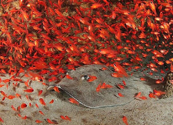 Thousands of Friends, sea, stingray, life, masses, seabed, orange HD wallpaper