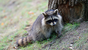 California living museum, Fascinating animal, Wildlife sanctuary, Raccoon habitat HD wallpaper