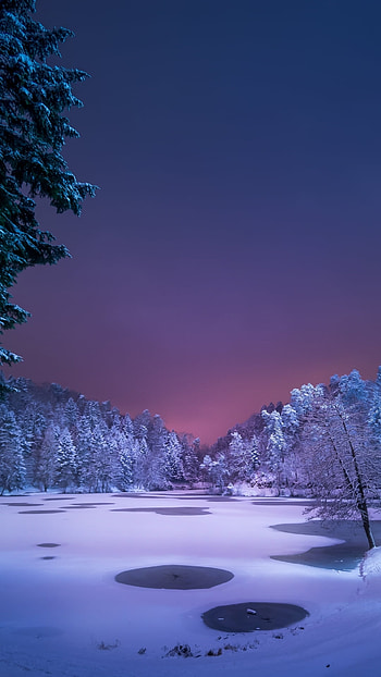 Dusk in Winter Forest, forest, tree, snow, earth, nature, winter HD phone wallpaper