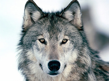 Animals, Wolfs HD wallpaper