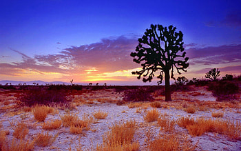 Nature, Trees, Sunset, Grass, Handsomely, It's Beautiful HD wallpaper