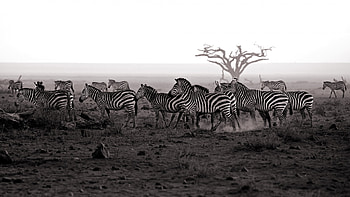Animals, Landscape, Zebra HD wallpaper