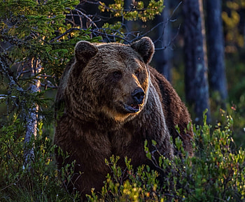 Bear, wild, predator, jungle HD wallpaper