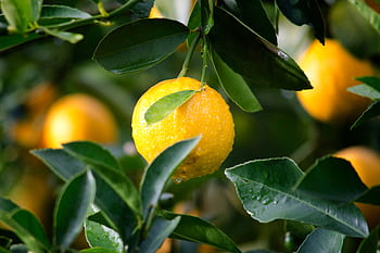 Close-up of a ripe lemon with dewdrops surrounded by green leaves, symbolizing freshness and vitality. HD wallpaper