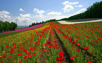 Plants, Landscape, Flowers HD wallpaper