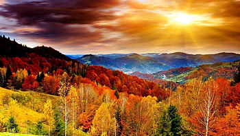 Forest sunset, heaven, nature, forest, sunset, tree HD wallpaper