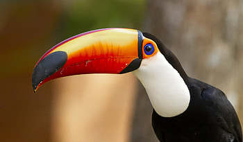 Birdwatching in Brazil, Wildlife graphy, Diverse avian species, Nature exploration HD wallpaper