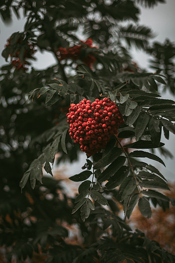 Nature, Leaves, Berries, Bush, Branch, Rowan HD phone wallpaper
