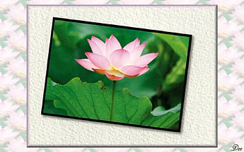 Lotus Blossom, graphy, floral, romance, beauty, wide screen, flower, love, , lotus HD wallpaper