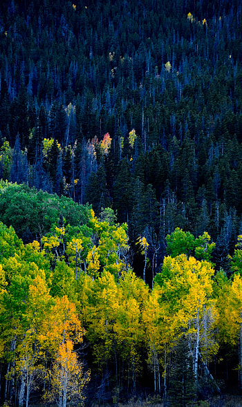 Nature, Trees, Autumn, Forest HD phone wallpaper