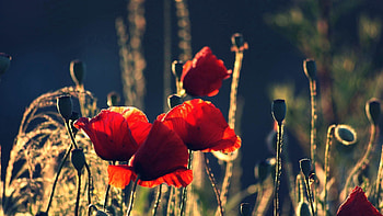 Flowers, Poppies, Stem, Stalk HD wallpaper