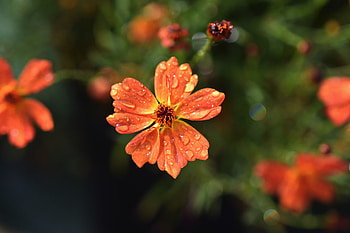 Drops, orange flowers, flora, blur HD wallpaper