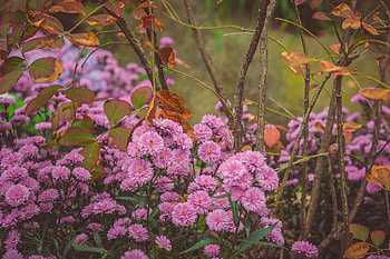 Flowers, Chrysanthemum, Bloom, Flowering, Flower Bed, Flowerbed HD wallpaper