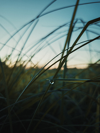 Grass, Twilight, Macro, Dusk, Drop HD phone wallpaper