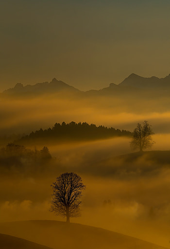 Nature, Trees, Mountains, Twilight, Fog, Dusk, Hills HD phone wallpaper