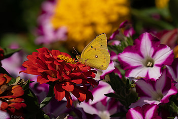 Flower, Macro, Butterfly HD wallpaper