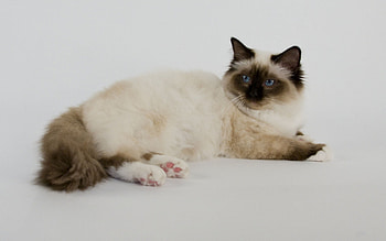 Cat background , Birman cat, Cat , Baltana HD wallpaper